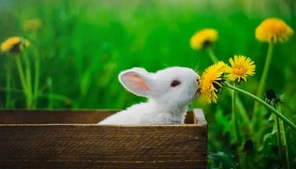 开云体育-飞跃巅峰！FLY力克WBG，Uzi绝境逆转再现传奇